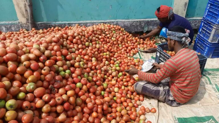 নকলায় টমেটোর মন ২০ টাকা!