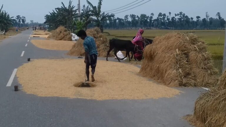 নকলায় আঞ্চলিক মহাসড়কে চলছে ধান ও খড় শুকানো, দুর্ঘটনার আশঙ্কা