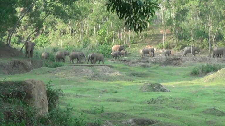  নালিতাবাড়ীতে বন্য হাতির আক্রমণে একজন নিহত