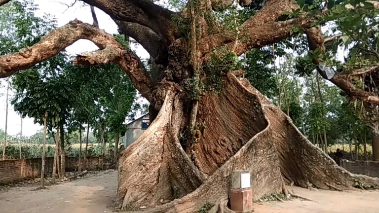 অযত্নে-অবহেলায় বিলীনের পথে নকলার বেড় শিমুল গাছ