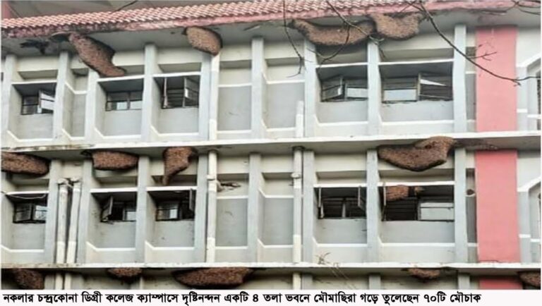 কলেজ ভবনে ৭০টি মৌচাক নিয়ে শিক্ষার্থীদের বসবাস