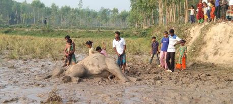 শেরপুরের ঝিনাইগাতীতে বিদ্যুতায়িত হয়ে বন্য হাতির মৃত্যু