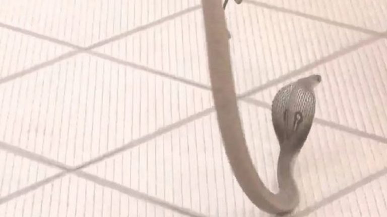 কর্ণাটকে বিজেপির অফিসে সাপের হানা