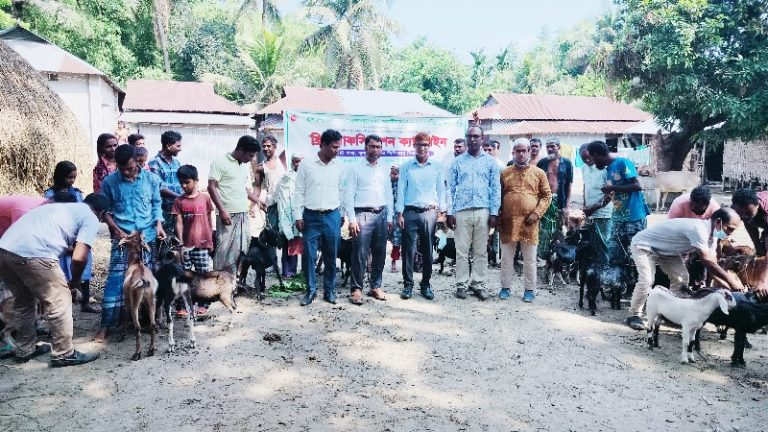 ঝিনাইগাতীতে বিনামূল্যে গবাদি পশুর ভ্যাকসিনেশন কার্যক্রম শুরু