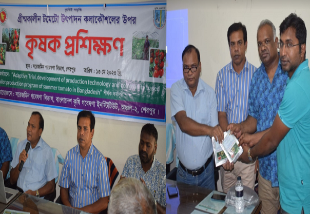 গ্রীষ্মকালীন টমেটো চাষাবাদে কৃষক প্রশিক্ষণ