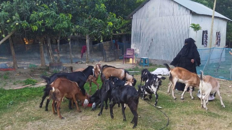 ছাগল পালন করে ভাগ্য বদল কোহিনূরের