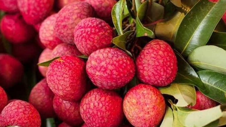 বাজারে লিচুর সরবরাহ বাড়লেও কমেনি দাম