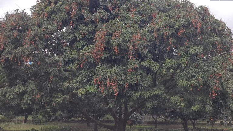 ঠাকুরগাঁওয়ে লিচুর বাম্পার ফলন, চিন্তায় ব্যবসায়ীরা