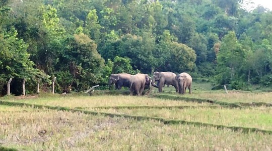 মধুটিলা ইকোপার্কের রেষ্ট হাউজে বন্য হাতির তান্ডব
