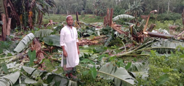 ঝিনাইগাতীতে জমি সংক্রান্ত বিরোধে কলা বাগান কর্তন!