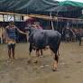 পশুর হাটে বৃষ্টির ভোগান্তি, কমেছে ক্রেতা