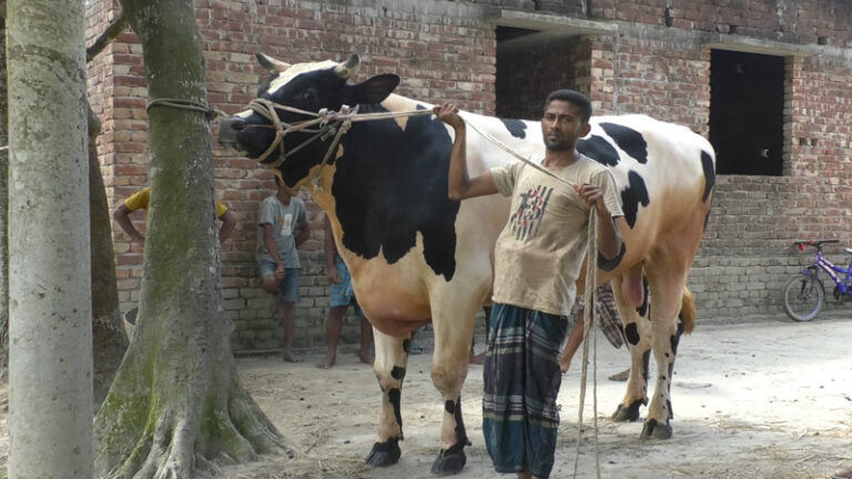 কুরবানির হাট কাঁপাচ্ছে শেরপুরের টাইগার বাবু, দাম ১৬ লাখ