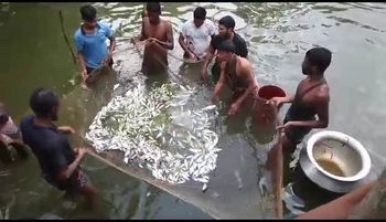শেরপুরে পুকুরে বিষ ঢেলে মাছ মারার অভিযোগ, দিশেহারা চাষি