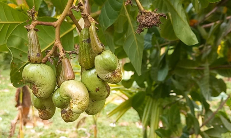 শেরপুরের পাহাড়ে চাষ হচ্ছে কাজু বাদাম