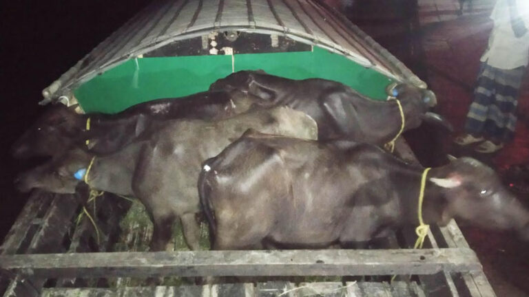 নদ দিয়ে ভেসে আসা ভারতীয় মহিষ এখন পুলিশ হেফাজতে 
