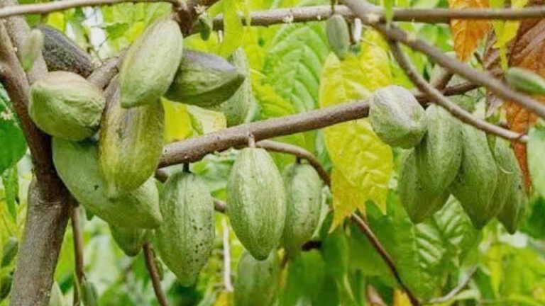 শেরপুরে মিলছে বিদেশি ফল ‘কোকোয়া’
