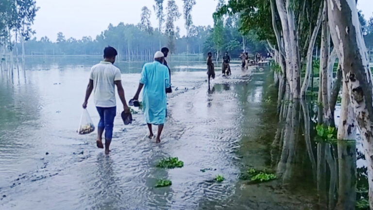 কুড়িগ্রামে বাড়ছে নদ-নদীর পানি, ডুবছে রাস্তা-ফসলি জমি