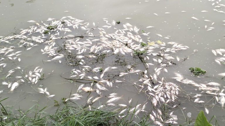 মাছের সঙ্গে শত্রুতা!