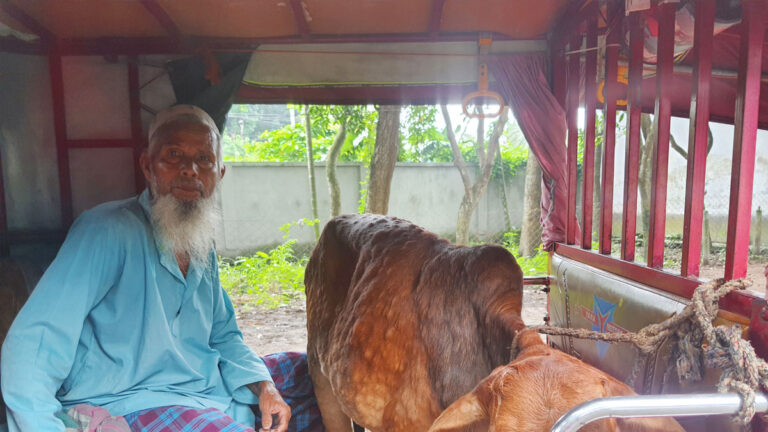 ভূঞাপুরে বাড়ছে গরুর লাম্পি স্কিন রোগ, কর্তৃপক্ষ উদাসীন