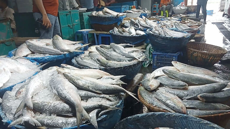 ভরা মৌসুমেও ইলিশের দাম চড়া, ক্রেতা কম