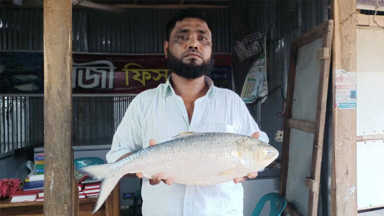 সাগরের এক ইলিশ ১৩ হাজারে বিক্রি সাগরের এক ইলিশ ১৩ হাজারে বিক্রি