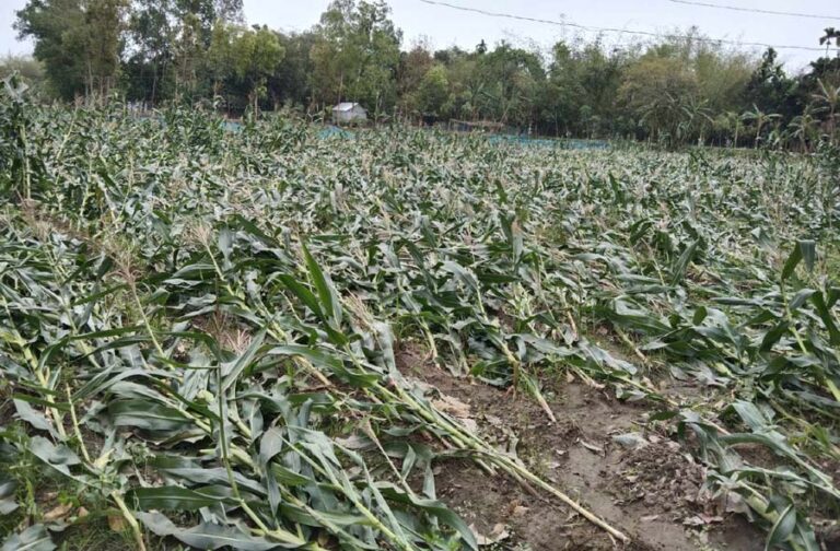 ঝিনাইগাতীতে ঝড়ে লন্ডভন্ড হয়ে গেলো ভুট্রা চাষী তারার স্বপ্ন!