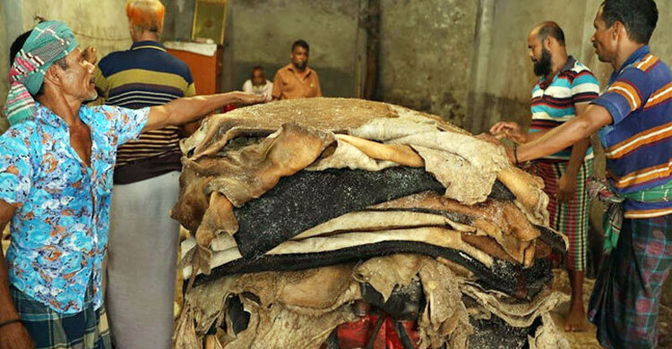 ঢাকায় প্রতি বর্গফুট কোরবানির গরুর চামড়ার দাম ৬০ টাকা, বাইরে ৫৫
