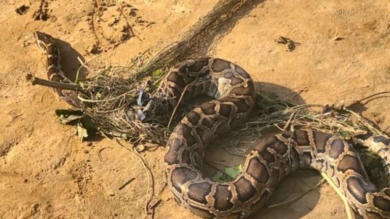 নালিতাবাড়ীতে আট ফুট লম্বা অজগর উদ্ধার, বনে অবমুক্ত
