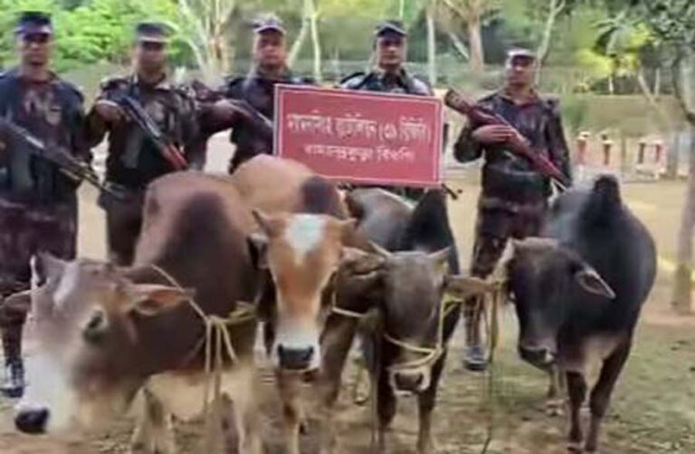 নালিতাবাড়ী সীমান্তে ভারত থেকে চোরাই পথে আনা ৪টি গরু জব্দ