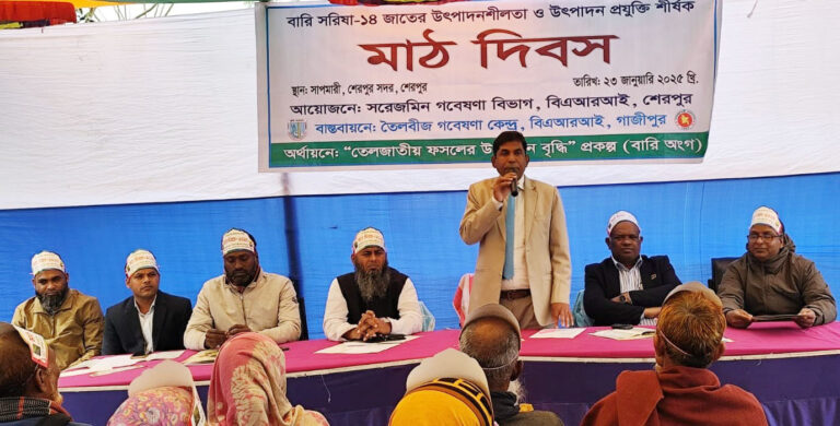 শেরপুরে বারি সরিষা-১৪ জাতের উৎপাদনশীলতা-উৎপাদন প্রযুক্তি শীর্ষক মাঠ দিবস-কৃষক সমাবেশ