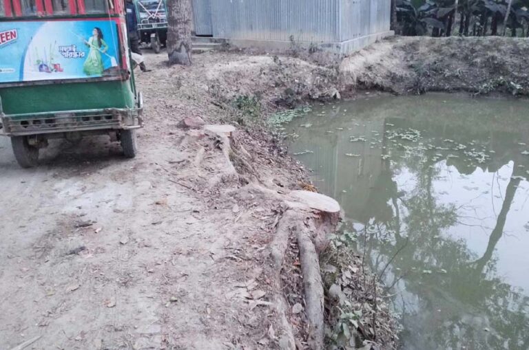 জামালপুরে বিএনপি নেতার বিরুদ্ধে সরকারি গাছ কাটার অভিযোগ