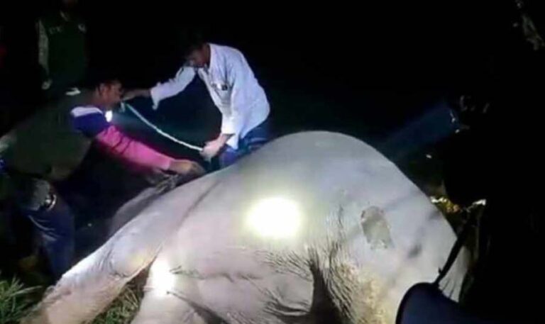 নালিতাবাড়ীতে বিদ্যুতায়িত হয়ে বন্যহাতির মৃত্যু : কৃষক গ্রেফতার