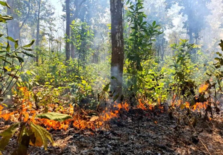 শেরপুরে গারো পাহাড়ে আগুন, জীববৈচিত্র্য হুমকিতে