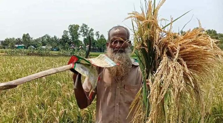 ঝিনাইগাতীতে শতাধিক একর জমির ধান চিটা, কৃষকের মাথায় হাত!