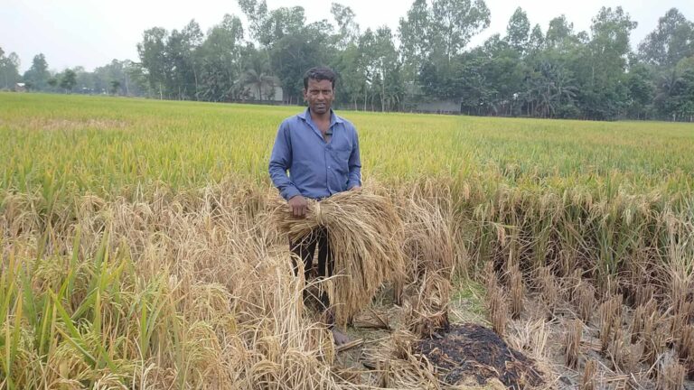 শ্রীবরদীতে বোরো ধানখেতে পোকার আক্রমণে ক্ষতিগ্রস্ত কৃষক