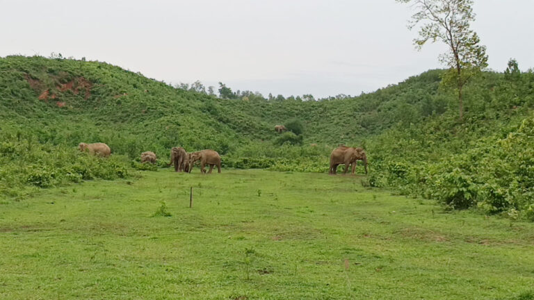 শেরপুরে বন্য হাতির আক্রমণে দেড় ঘণ্টায় দুই শ্রমিকের মৃত্যু