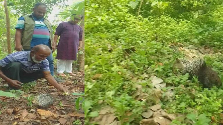 শেরপুরে লোকালয় থেকে সজারু উদ্ধার, বনে অবমুক্ত