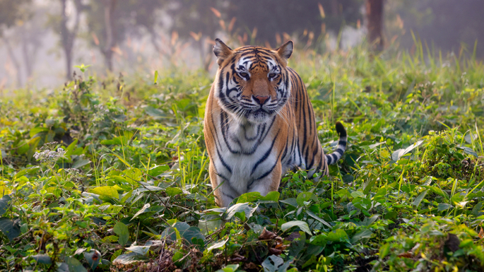সুন্দরবনে বাঘের সংখ্যা বেড়ে ১২৫
