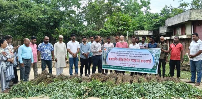 ঝিনাইগাতীতে ধ্বংস করা হলো ৪৫ হাজার ইউক্ল্যাপ্টারর্স ও আকাশমনি চারা