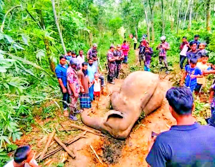নালিতাবাড়ী সীমান্তে বন্য হাতির মরদেহ উদ্ধার