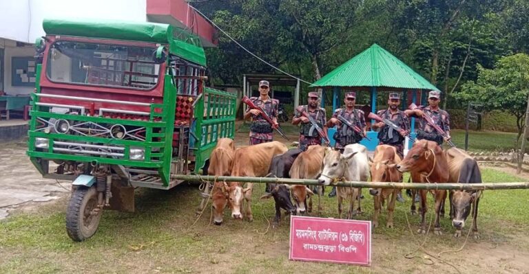 শেরপুর সীমান্তে অভিনব কায়দায় গরু পাচারের চেষ্টা, বিজিবির হাতে ধরা প্রায় ১২ লাখ টাকার পশু
