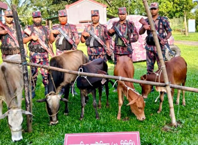 শেরপুর-হালুয়াঘাট সীমান্তে বিজিবির অভিযানে ভারতীয় গরু আটক