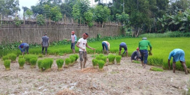 আমন ধানের ক্ষেতে ব্যস্ত সময় কাটাচ্ছেন নকলার কৃষকরা