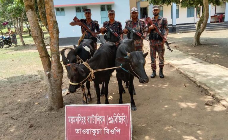 শ্রীবরদী সীমান্তের খাড়ামোড়ায় বিজিবির অভিযানে ভারতীয় ৩ ষাঁড় গরু আটক