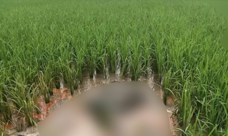 শ্রীবরদীতে নিখোঁজের ৪ দিন পর ধানখেত থেকে কৃষকের লাশ উদ্ধার