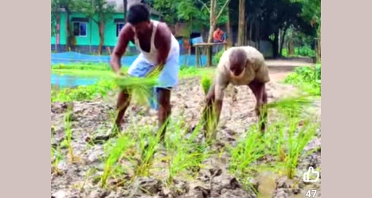 শ্রীবরদীতে রাস্তার বেহাল দশা, ধানের চারা লাগিয়ে প্রতিবাদ