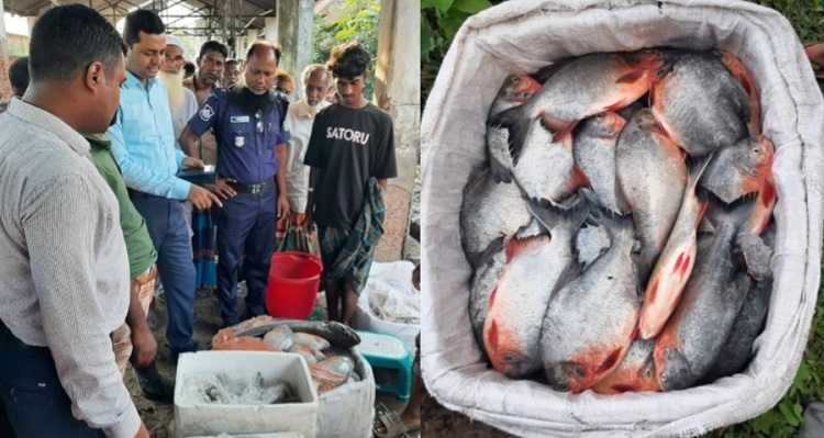 নকলায় নিষিদ্ধ পিরানহা মাছ বিক্রির অভিযোগে ব্যবসায়ীকে জরিমানা