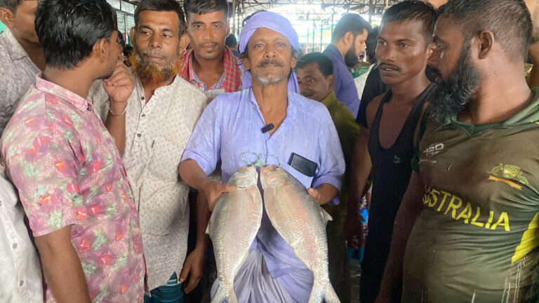 মেঘনার ২ ইলিশ বিক্রি হলো সাড়ে ১১ হাজার টাকায়