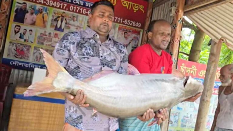 পদ্মার ২৫ কেজির এক পাঙ্গাস ৬৪ হাজার টাকায় বিক্রি
