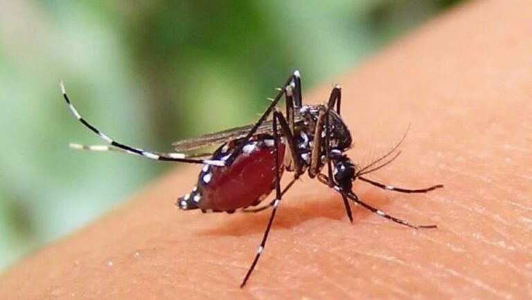 ডেঙ্গুতে আরো ৫ জনের মৃত্যু, হাসপাতালে ১০৩৪